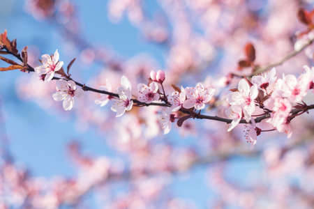 Beautiful Pink Cherry Plum, Prunus Cerasifera Nigra, blooming in early spring. Decorative Landscape Design Tree.の写真素材