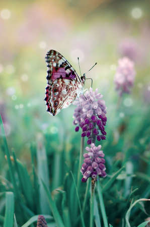 Beautiful card with butterfly on muscari flower, hyacinth family. Spring floral toned background.の写真素材