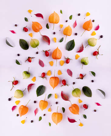 Bright yellow autumn leaves, chestnuts, pine cones and orange physalis in composition on a white with copy space for text. Beautiful autumn frame.の写真素材