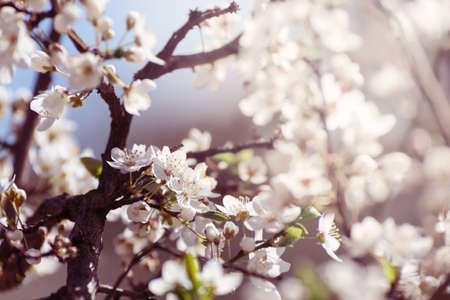 Cherry tree blossoms. White spring flowers close-up. Soft focus spring seasonal background.の写真素材