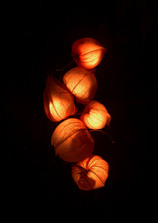 Dry Lampion, Dried branch of physalis lanterns.の写真素材