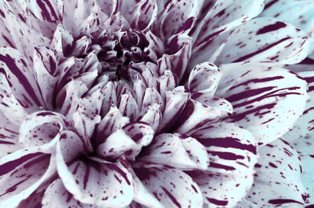 Abstract background with Dotted petals of Dahlias flower macro.の写真素材