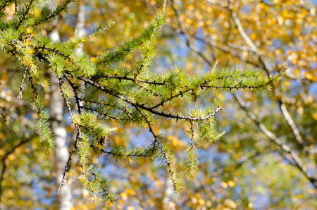 Bright fluffy branches of larix tree. Autumn sunny photo of larch tree. Fall sunny day.の写真素材