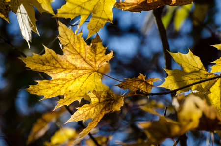 Bright yellow autumn leaves under sunlight. Fall seasonal background