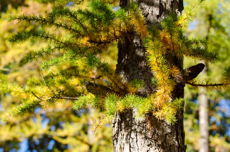 Bright fluffy branches of larix tree. Autumn sunny photo of larch tree. Fall sunny day.の写真素材