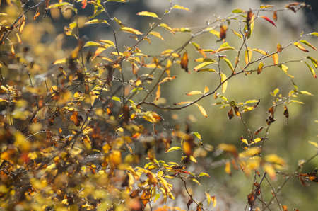 Bright yellow autumn leaves under sunlight. Fall seasonal backgroundの写真素材