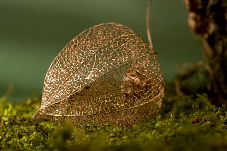 Golden dry Physalis on a forest moss against green background macro photography.の写真素材