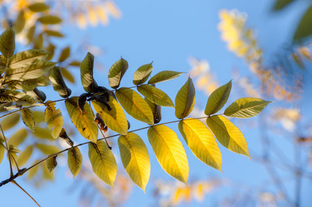 Bright yellow autumn leaves under sunlight. Fall seasonal background