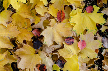 Yellow maple leaves background. Bright fallen leaves on the ground on a warm sunny autumnal day.の写真素材