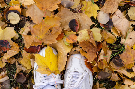 White sport shoes in autumn leaves. Fall season backgroundの写真素材