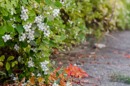 Autumnal background with Common Snowberry, colorful bush with white berries.の写真素材