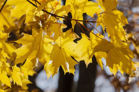 Bright yellow maple leaves in autumn seasonal background.