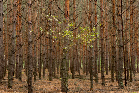 Bright green tree among pine forest. Tall young trunks of pine seems like wall.の写真素材