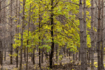 Bright green tree among pine forest. Tall young trunks of pine seems like wall.の写真素材