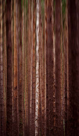 abstract forest background with motion blur effect. Autumnal pine forest wallpaper.の写真素材