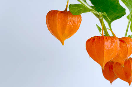 Template with ripe red physalis flowers.の写真素材