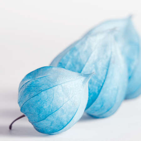 Creative toned photo of physalis flowers. Autumn season backdrop.の写真素材