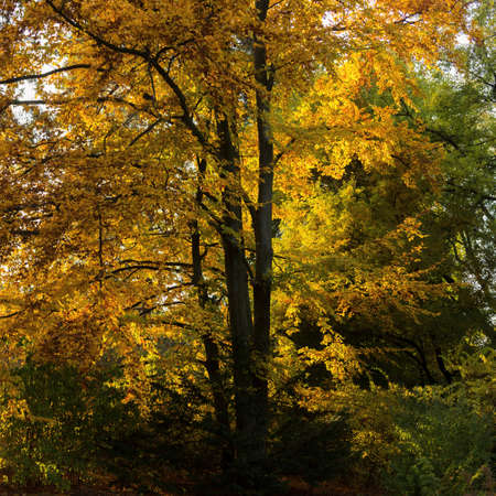 Beautiful big autumn tree in the park. Bright sun rays on yellow foliage of the tree. Autumnall background.の写真素材