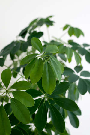 Schefflera arboricola leaves close up also known as umbrella tree plant. Natural green foliage.の写真素材