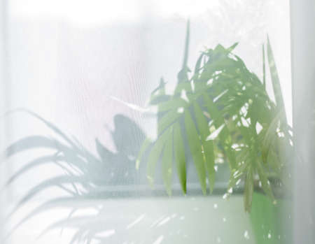 Green Palm tree leaves of houseplant behind a transparent white curtain under bright sunlight.の写真素材