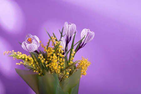 Beautiful spring bouquet of crocuses and mimosa flowers.の写真素材