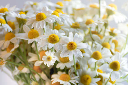 Close up White fresh chamomile or daisy in bouquet. Healthcare alternative medicine natural background.の写真素材