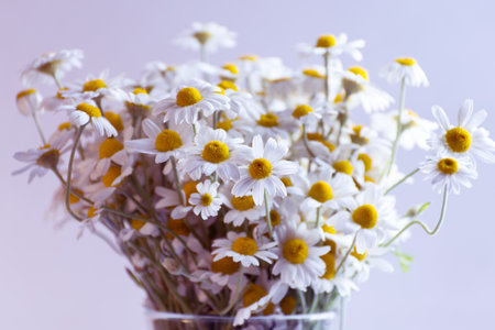 Close up White fresh chamomile or daisy in bouquet. Healthcare detox alternative medicine natural background.の写真素材