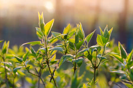 Early spring background with young fresh leaves of a lilac bush.の写真素材