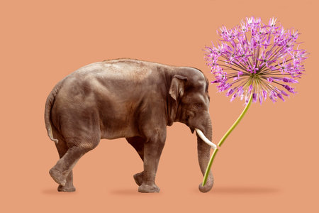 Photo collage with Asian Elephant holding a big flower of Allium against a gentle beige background.