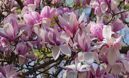 Beautiful magnolia tree blossoms in springtime. Jentle magnolia flower against sunset light.の写真素材
