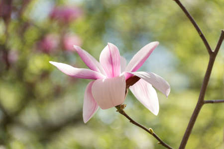 Beautiful magnolia tree blossoms in springtime. Jentle magnolia flower against sunset light.の写真素材