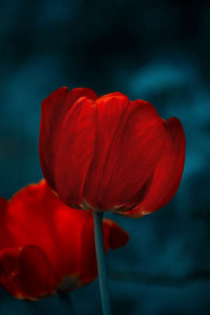 Bright red tulip flower under dew drops in the rainy garden. Floral background.の写真素材
