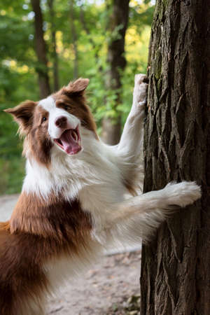 Adorable Young Border collie dog sitting on the ground green foliage. Cute fluffy petportrait.の写真素材