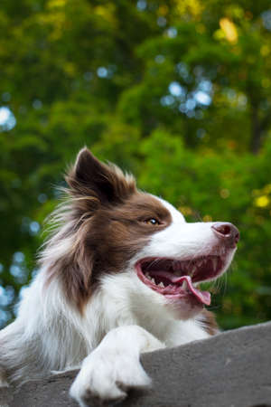 Adorable Young Border collie dog sitting on the ground green foliage. Cute fluffy petportrait.の写真素材