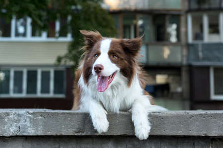 Adorable Young Border collie dog sitting on the ground against livinghouse. Cute fluffy petportrait.の写真素材