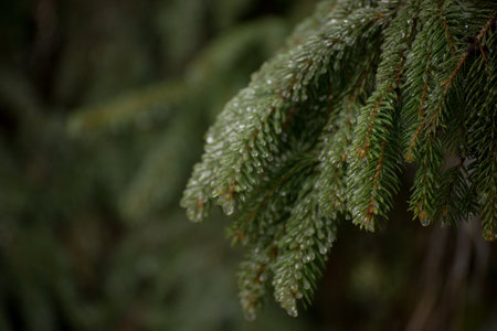 Frosted branches of a fir tree. Winter seasonal background. Selective focus image of beautiful winter nature.の写真素材