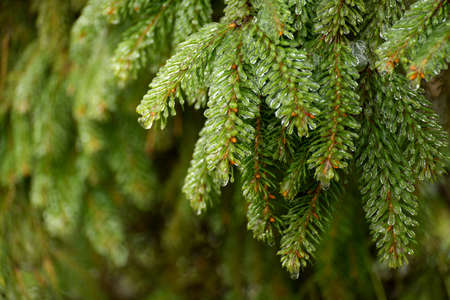 Frosted branches of a fir tree. Winter seasonal background. Selective focus image of beautiful winter nature.の写真素材