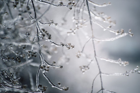 Frosted branches, covered by ice. Winter seasonal background. Selective focus image of beautiful nature.の写真素材