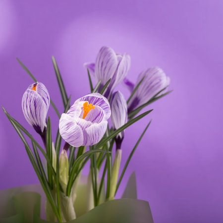 Beautiful spring bouquet of crocuses and mimosa flowers.の写真素材
