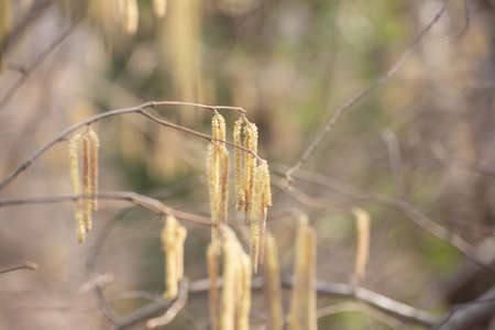 Alder tree branches blossoming with long catkins against a blurred background.の写真素材