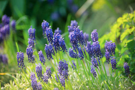 Beautiful card with muscari flower, hyacinth family. Spring floral creative toned background.の写真素材