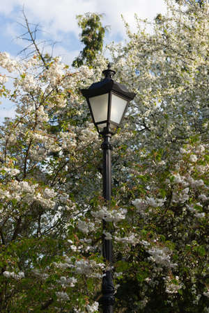 Romantic wedding or gift card background with sakura blossoms in a spring. Beautiful gentle pink flowers under sunlightの写真素材