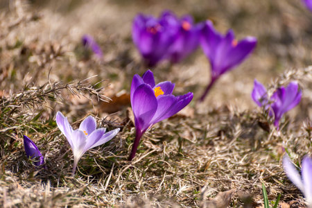 Beautiful crocuses spring first oniony. Group of blooming purple flowers, good for greeting...