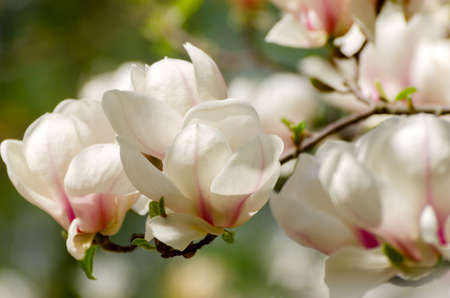 Beautiful magnolia tree blossoms in springtime. Jentle magnolia flower against sunset light.の写真素材