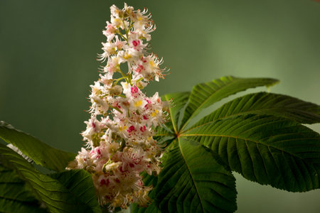 Studio shot of beautiful chestnut flower against a dark green background.の写真素材
