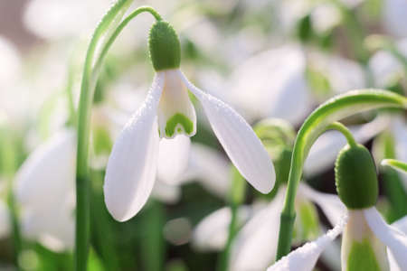 Soft focused macro snowdrops spring first onion. Beautiful group of blooming white flowers, good for seasonal greeting postcard.の写真素材