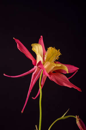 Beautiful Aquilegia glandulosa against dark background. Floral wallpaper with aquilegia flower.の写真素材