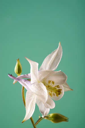 Beautiful Aquilegia glandulosa flowers against a color background. Floral wallpaper with aquilegia flowers.の写真素材