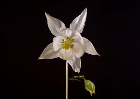 Beautiful Aquilegia glandulosa flowers against a dark background. Floral wallpaper with aquilegia flowers.の写真素材