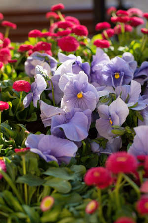 Beautiful Pansies and Daisies. Lilac and Pink flowers in a spring garden.の写真素材